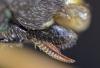 Tenthredo scrophulariae